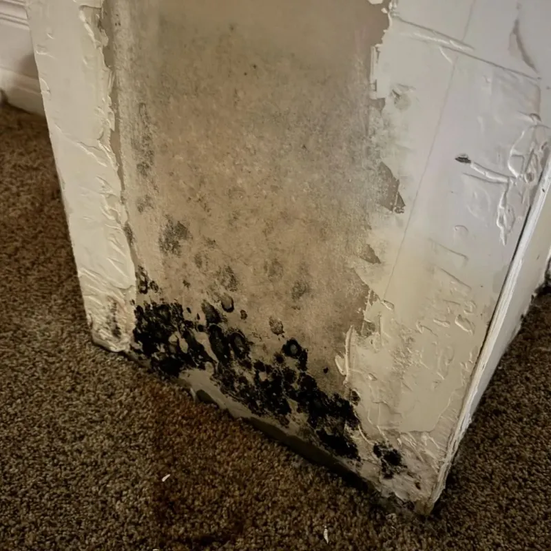 Professional Mold Removal in Fayetteville, NY